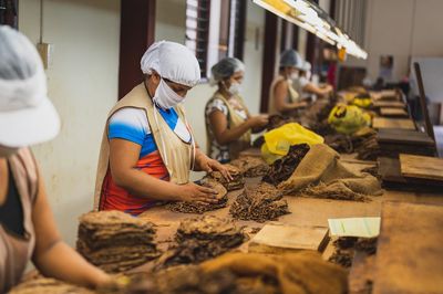 Hojas de tabaco del puro: capa, capote y tripa